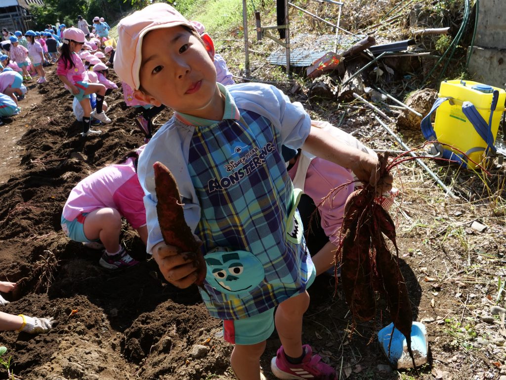 認定こども園せんだん幼稚園　さつまいも掘り2020