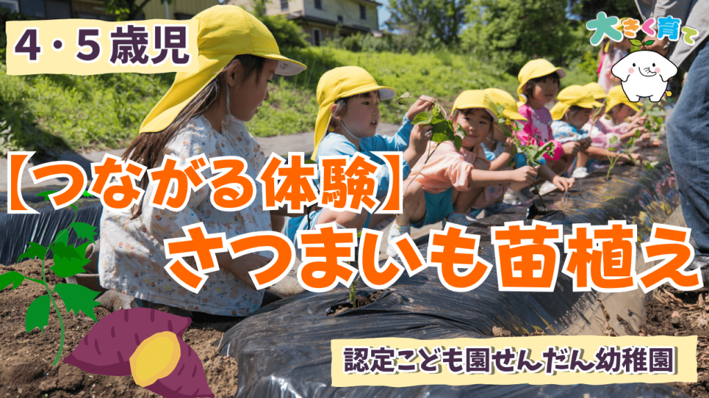 【つながる体験】年中・年長で植えるさつまいも🍠育てる喜び、2年目の挑戦！